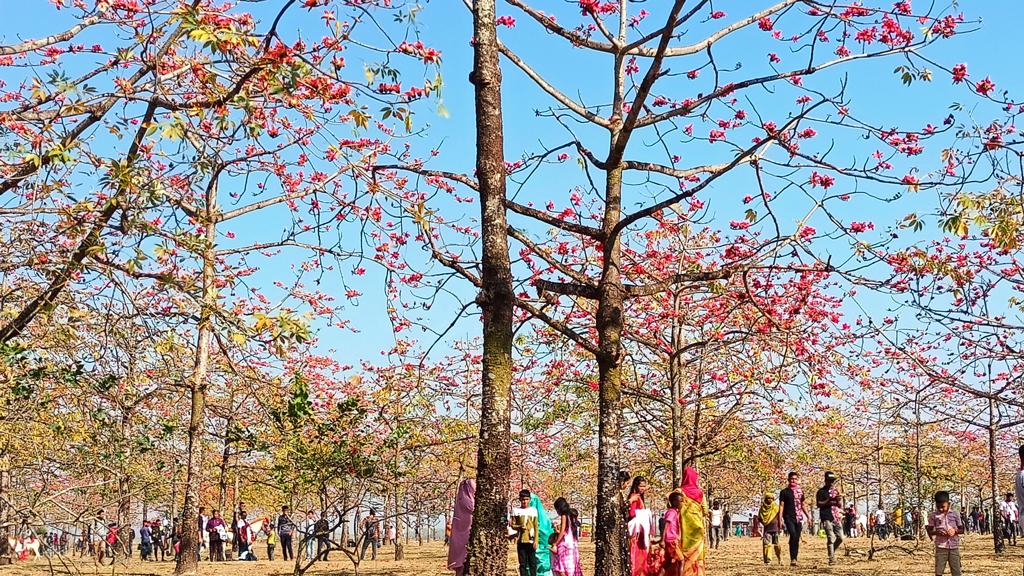 বিশাল শিমুলবাগানে দর্শনার্থীর ভিড়