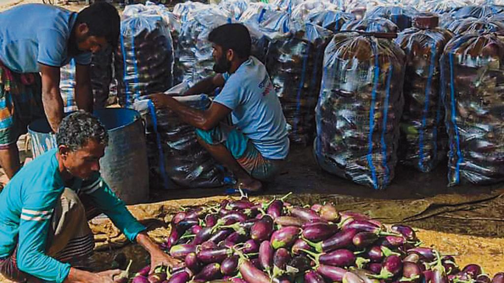 ৫ টাকা কেজির বেগুন ১০ কিলোমিটার দূরে বিক্রি হচ্ছে ৩৫ টাকায়