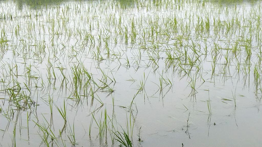 টানা বৃষ্টিতে আমন খেতে পানি, ক্ষতির শঙ্কায় কৃষকেরা