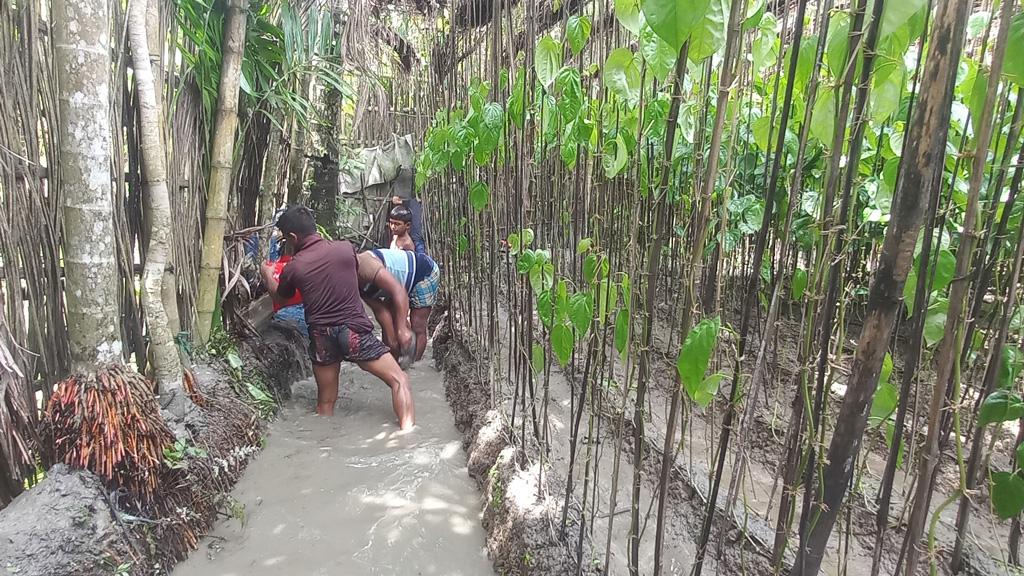 টানা বৃষ্টিতে জলাবদ্ধতা, চাঁদপুরের হাইমচরে ১০০ হেক্টর জমির বরজ ক্ষতিগ্রস্ত