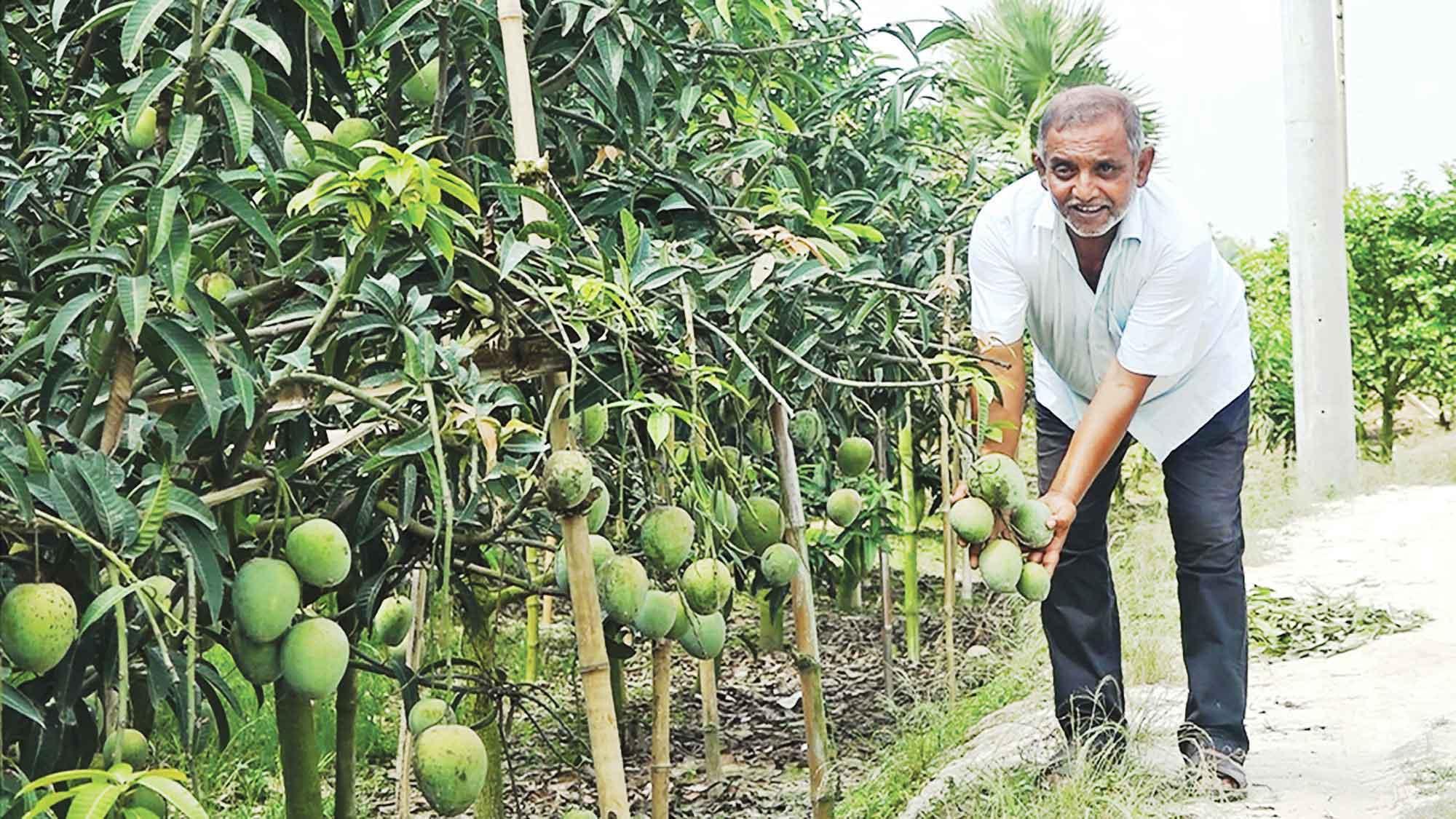 আম, আহা আম!