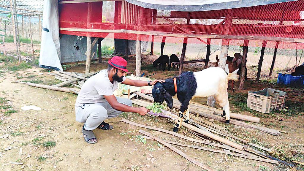 আইন পড়া রামিম এখন কৃষক