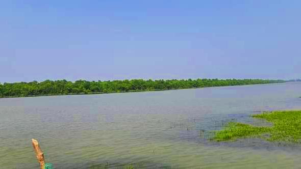 বাঁশঝাড়িয়া যেন মিনি সুন্দরবন