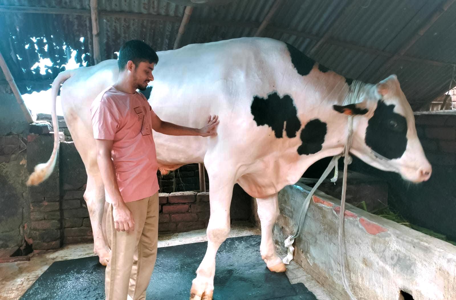 বগুড়ায় ক্রেতার অপেক্ষায় ‘বাংলার রাজা’ ও ‘কালা পাহাড়’