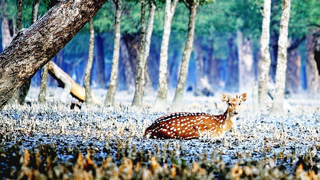 রামগতিতে ইউপি সদস্যের নেতৃত্বে হরিণ জবাই, পুলিশ নীরব 