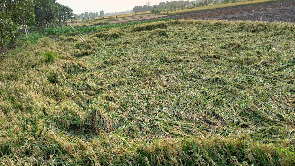 খেতেই নষ্ট হচ্ছে পাকা ধান