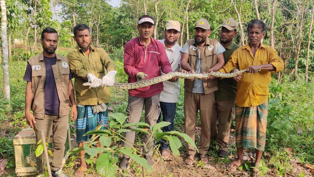 কাপ্তাই জাতীয় উদ্যানে অজগর সাপ অবমুক্ত