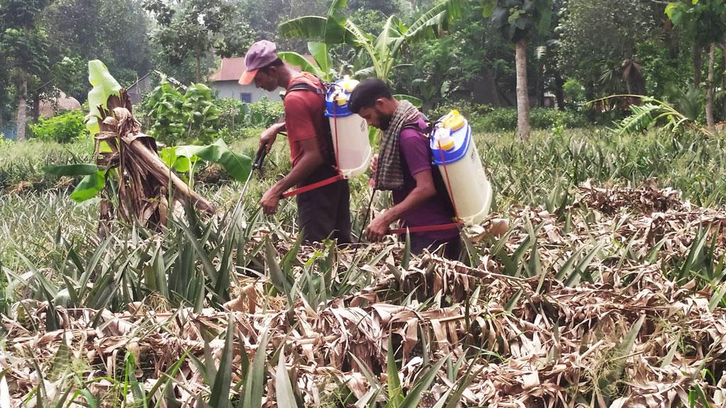 রাসায়নিক দ্রব্য দিয়ে আনারস পাকিয়ে অমৌসুমে বাজারজাত, স্বাস্থ্যঝুঁকি 