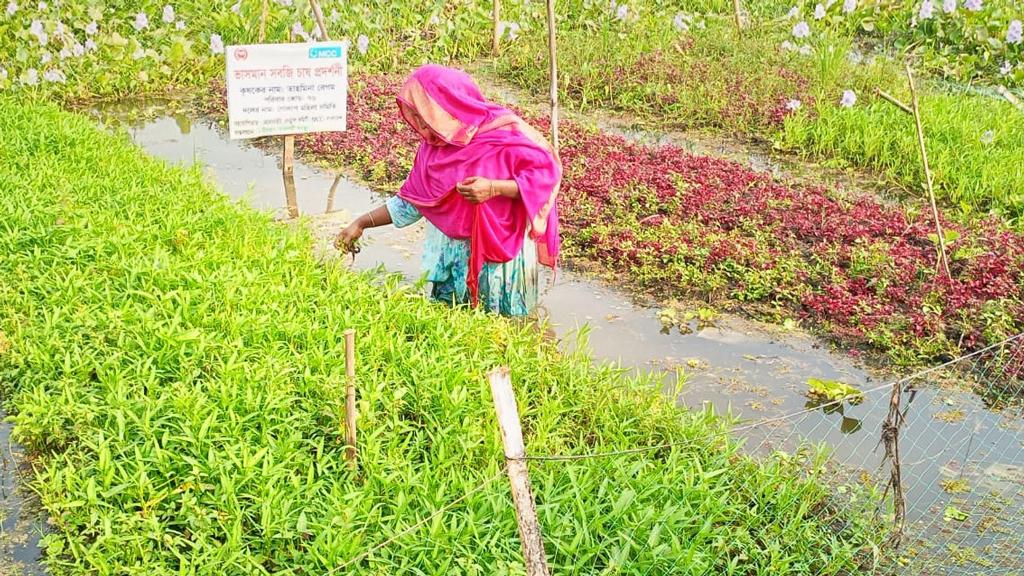 বিলের বুকে ভাসছে নানা রঙের শীতের সবজি