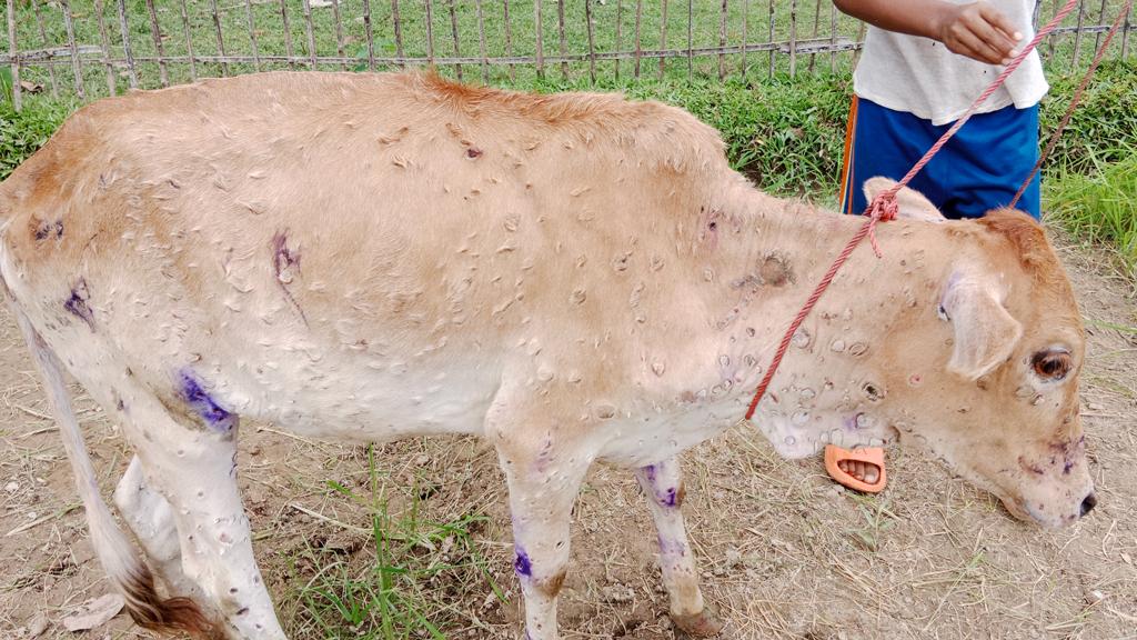 কমলগঞ্জে ল্যাম্পি স্কিন রোগে শতাধিক গরু আক্রান্ত, নেই পর্যাপ্ত টিকা