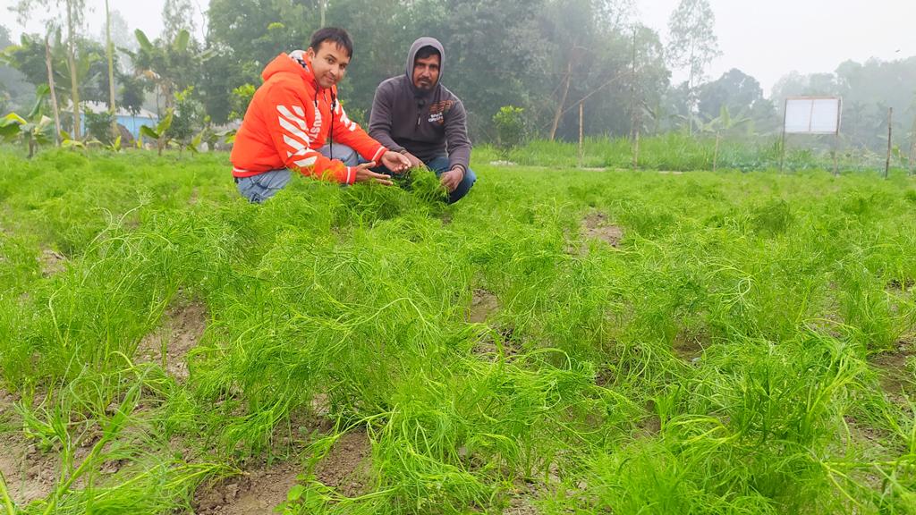 শিবগঞ্জে প্রথম জিরা চাষ, আমদানি নির্ভরতা কমার আশা