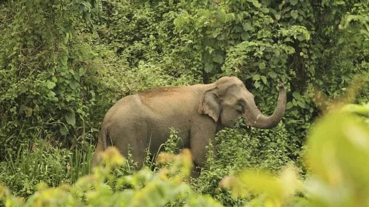 কেইপিজেড’র ভেতর থেকে হাতি সরাতে লিগ্যাল নোটিশ