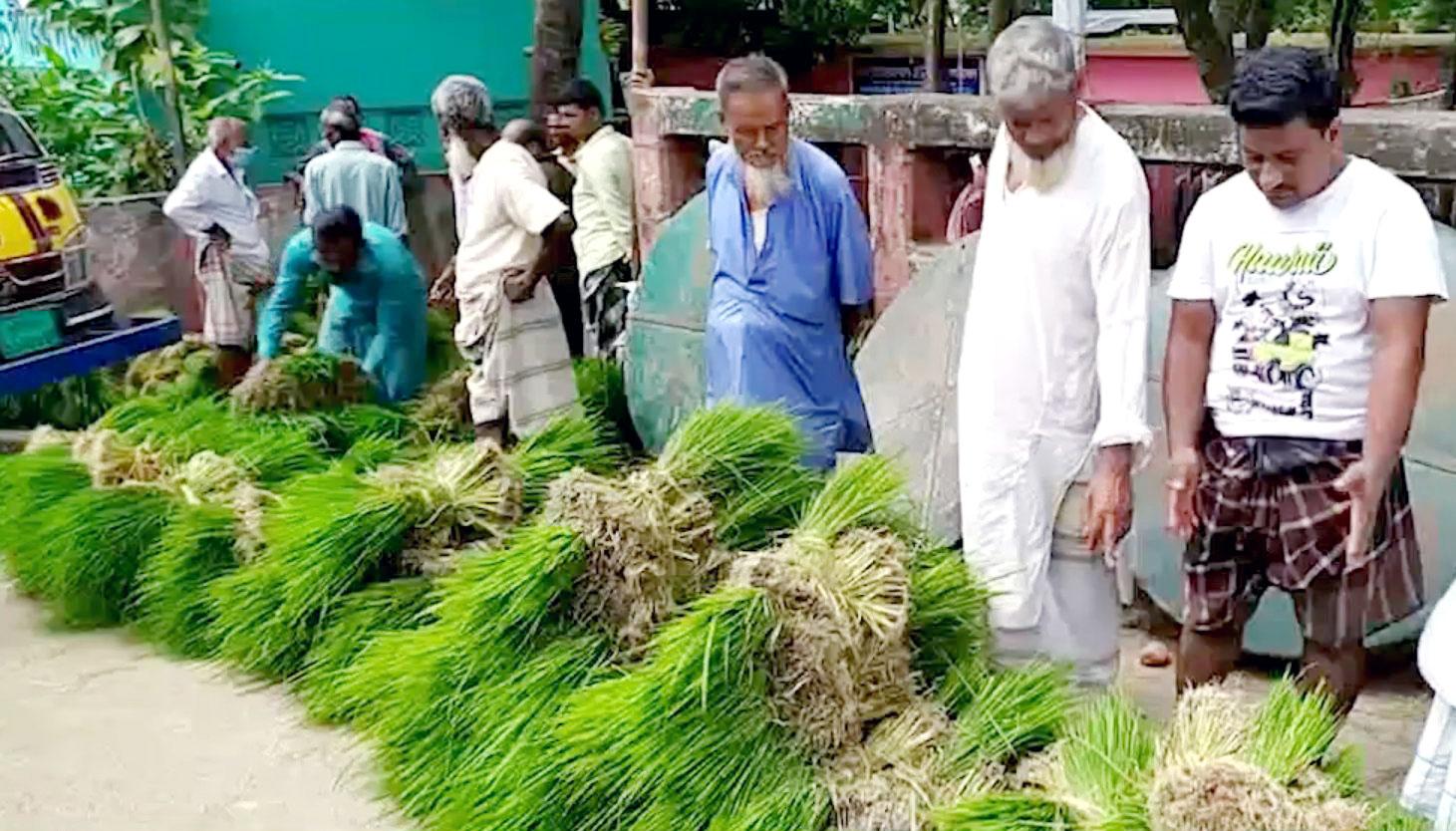 ব্রাহ্মণপাড়ায় জমে উঠেছে আমন ধানের চারার হাট