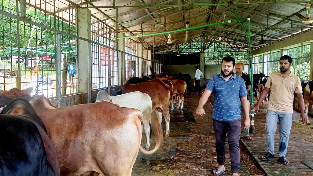 শুরুটা লাখ টাকা দিয়ে, এখন আড়াই কোটি টাকার গরু খামারে