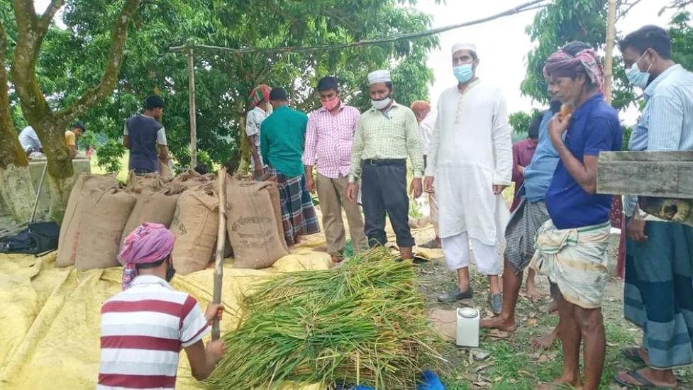 আউশে বিপ্লব আনতে পারে ব্রি হাইব্রিড–৭