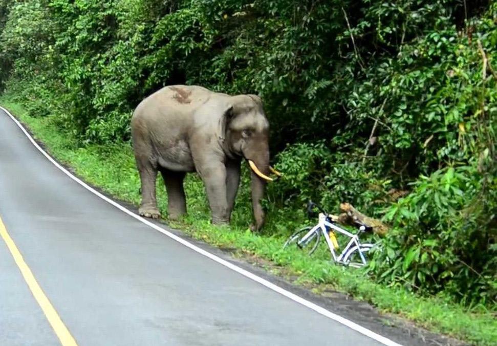 বন্য হাতির হামলায় কৃষকের মৃত্যু