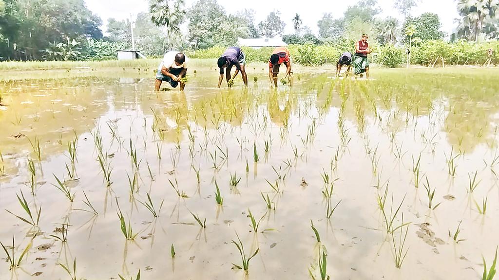 তীব্র শীতেও থেমে নেই ফুলবাড়িয়ার কৃষক