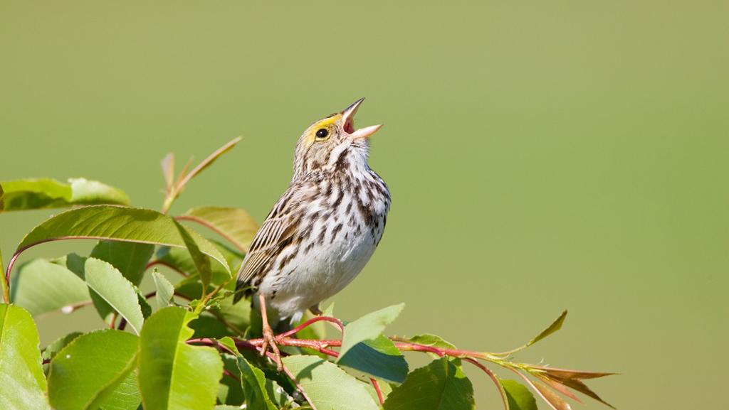 পাখিরা শুধু ভোরবেলা কিচিরমিচির করে কেন