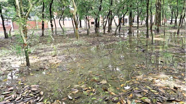 ডেডিকেটেড হাসপাতালেই এডিস মশার ‘আস্তানা’