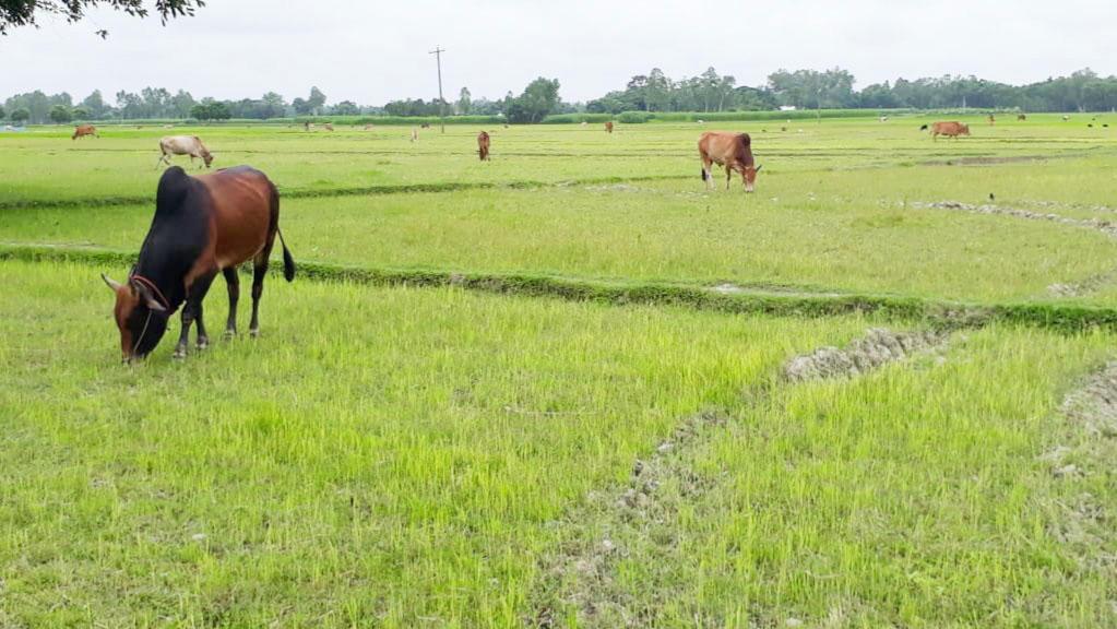 ভরা বর্ষাতেও নেই বৃষ্টি আমন রোপণে দুশ্চিন্তা