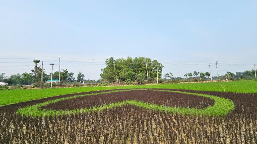 কৃষক এনামুলের এবারের চমক শস্যচিত্রে ‘হৃৎপিণ্ড’