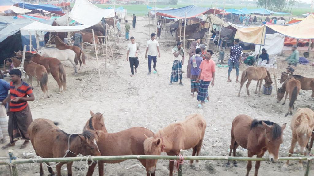 দোলপূর্ণিমা উপলক্ষে আক্কেলপুরে শুরু হয়েছে ঘোড়ার মেলা