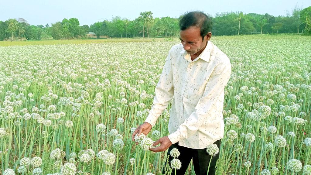 ২৫ কোটি টাকার পেঁয়াজবীজ উৎপাদনের আশা