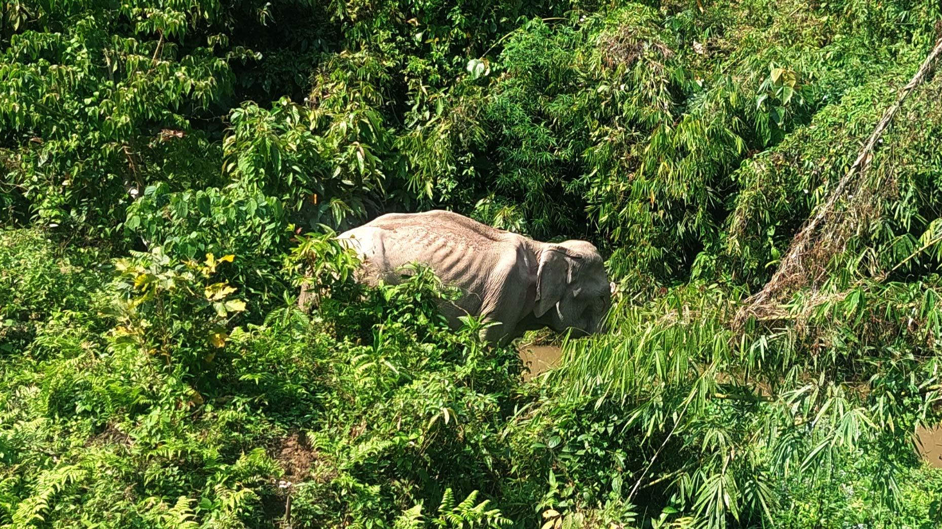 চিকিৎসার জন্য লোকালয়ে অসুস্থ বন্য হাতি