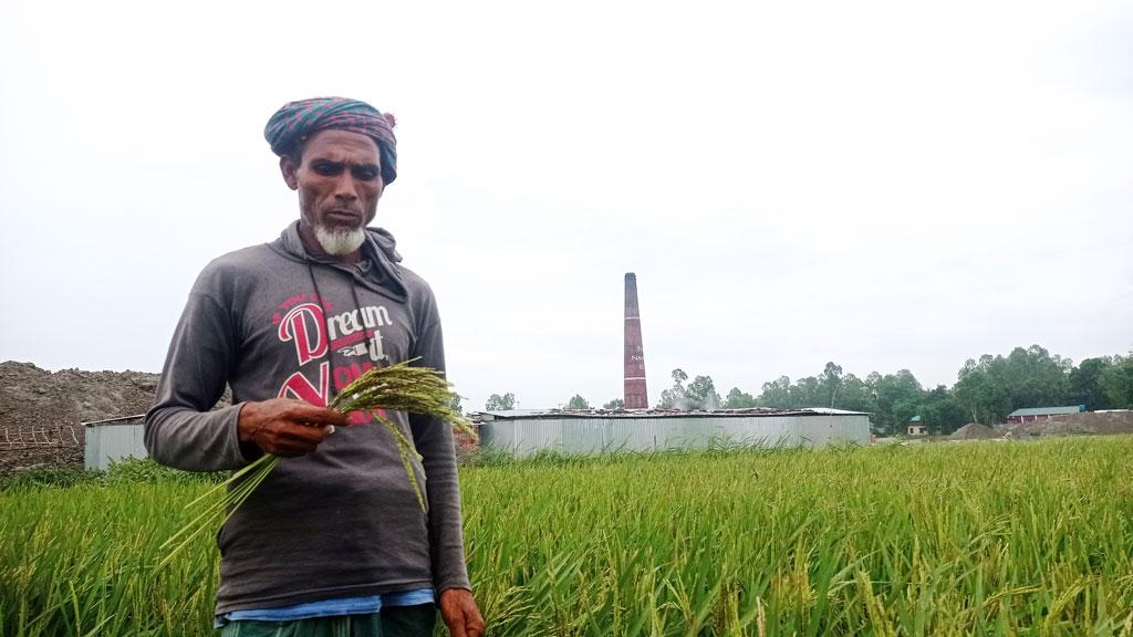 ভাটার ধোঁয়ায় ধানখেত নষ্ট