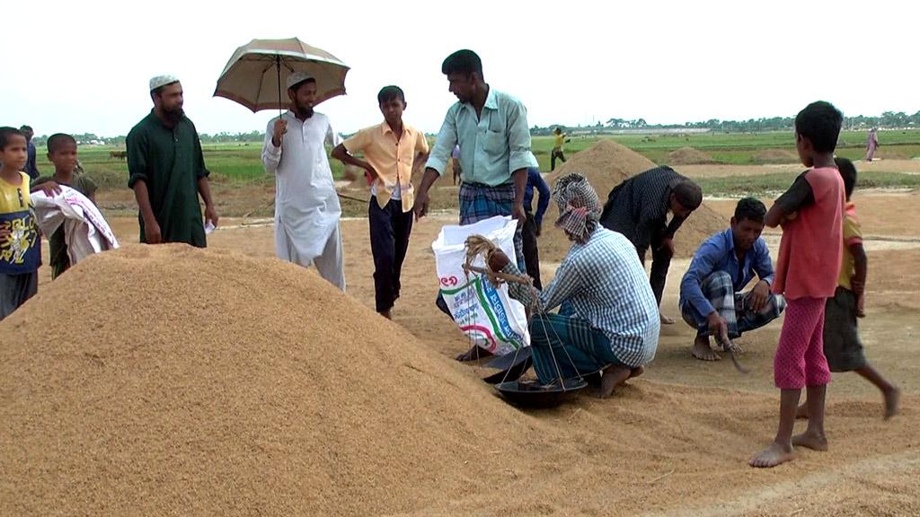 কিশোরগঞ্জে তালিকা ছাড়াই খাদ্যগুদামে ধান কেনা শুরু