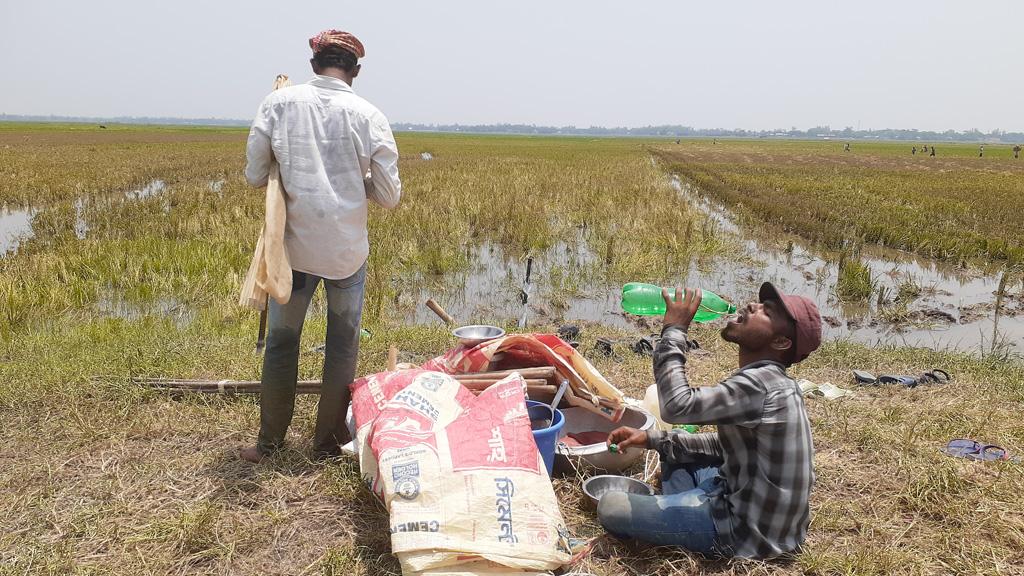 হাওরে কৃষক ছাউনি নির্মাণের দাবি কৃষকদের