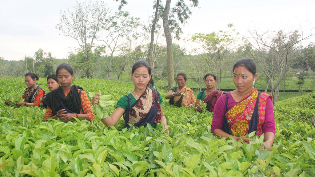 লোডশেডিংয়ে ব্যাহত চা উৎপাদন, গুণমান নষ্ট হওয়ার শঙ্কা