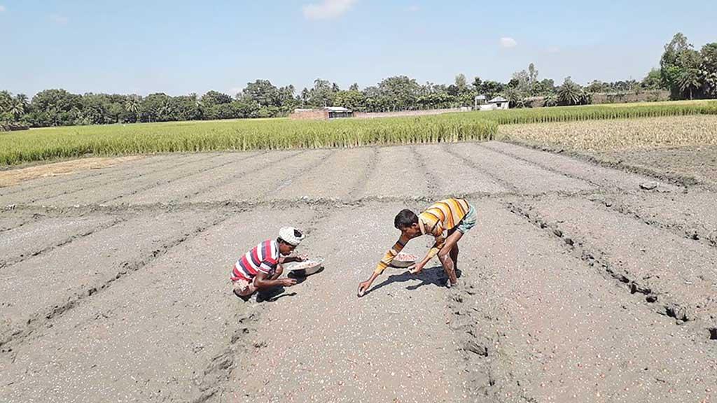 বিনা চাষে পেঁয়াজ আবাদ