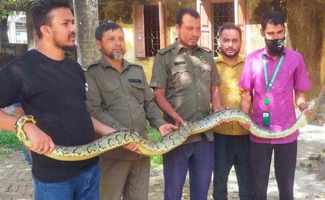 ধানখেতের জালে আটকা পড়া ৮ ফুট লম্বা অজগর উদ্ধার