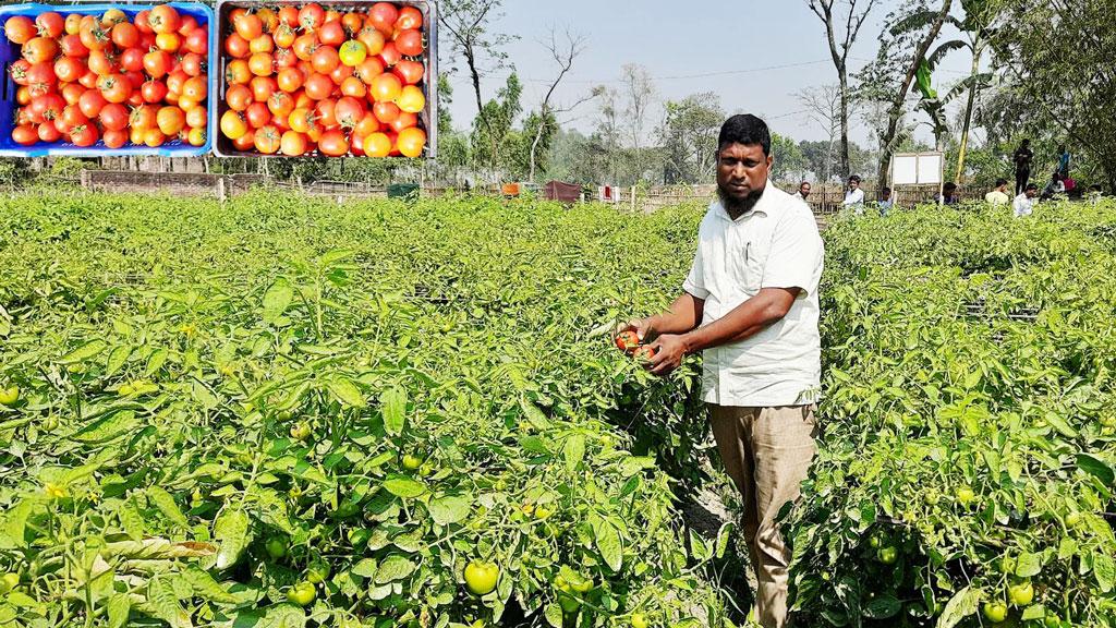 বাহুবলী টমেটো চাষে চারগুণ বেশি লাভের আশা কৃষক অহিদুলের