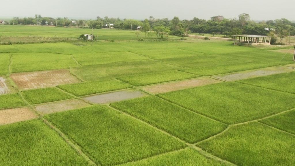 হাওরে দুলছে কৃষকের স্বপ্ন