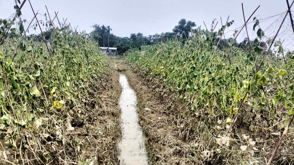 চকরিয়ায় বন্যায় কৃষিতে ৭৩ কোটি টাকার ক্ষতি