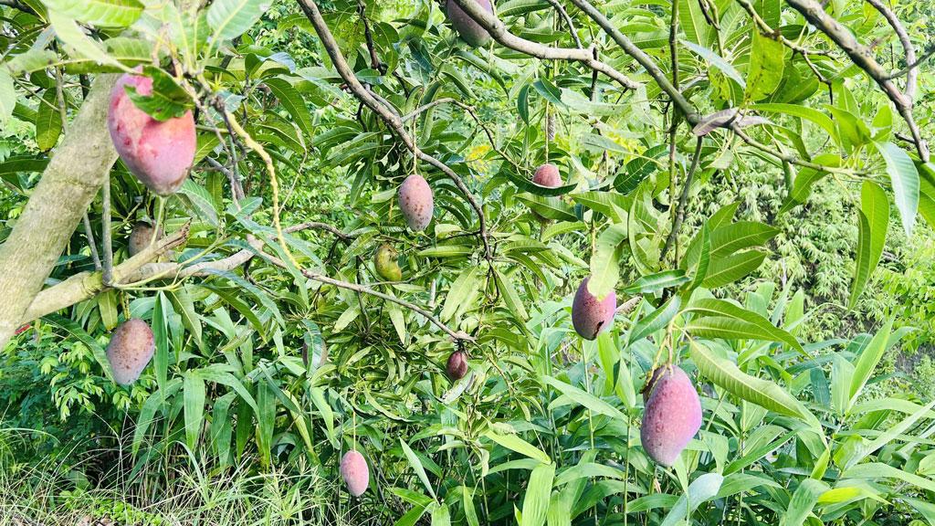 আমের ফলন বিপর্যয় লোকসানের শঙ্কা চাষির