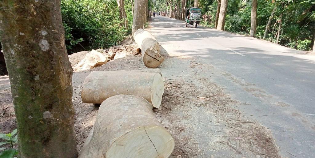 পিরোজপুরে স্কুল মেরামতের নামে সরকারি গাছ কাটলেন আওয়ামী লীগ নেতা