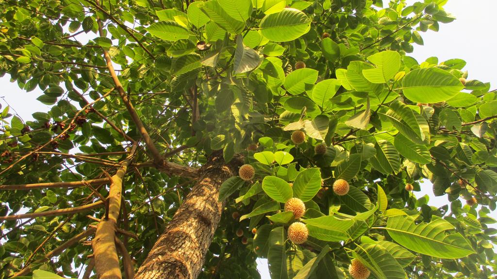 বৈশাখে ফুটেছে ‘বর্ষার রানি’ কদম ফুল