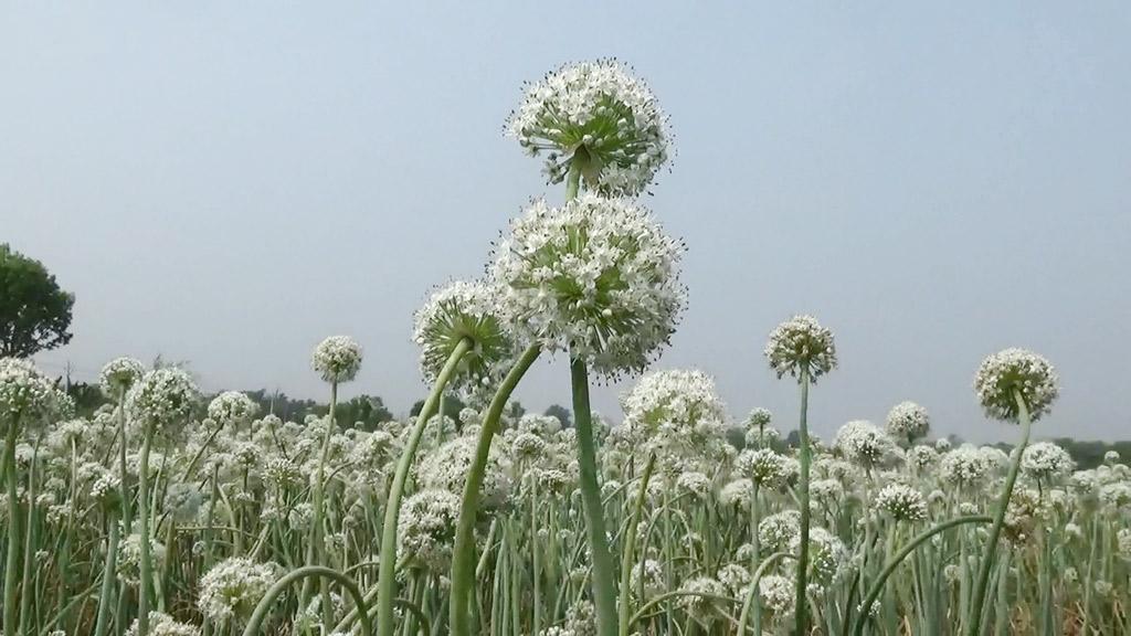 শুকিয়ে যাচ্ছে পেঁয়াজ ফুল  লোকসানের শঙ্কায় কৃষক