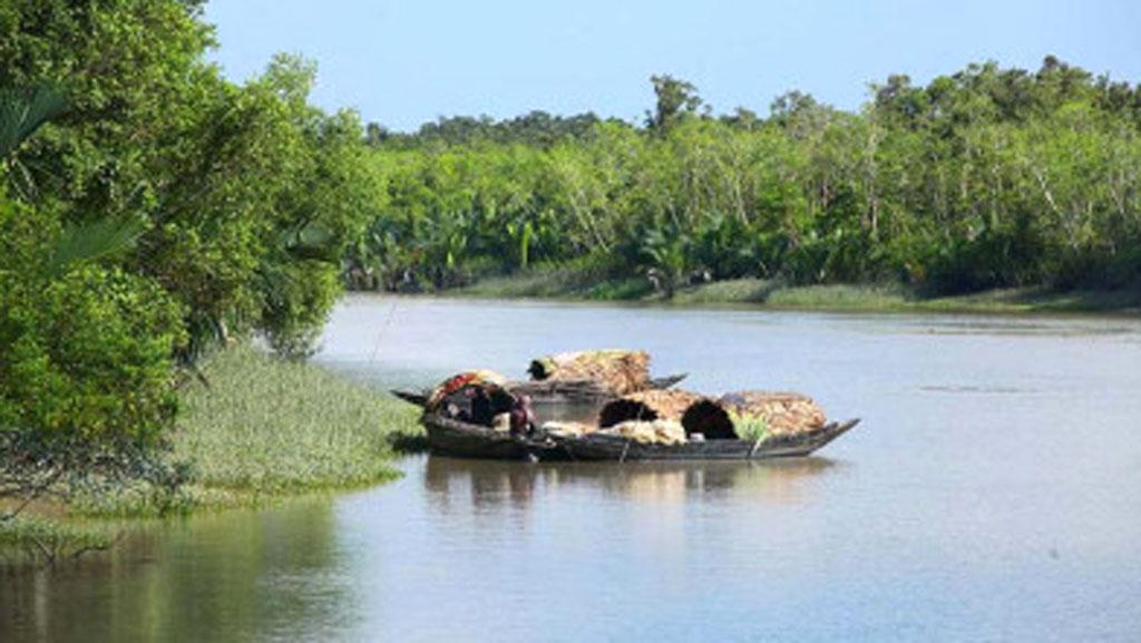 গাছ কাটার সময় সুন্দরবনে বাঘের আক্রমণে ১ জন আহত 