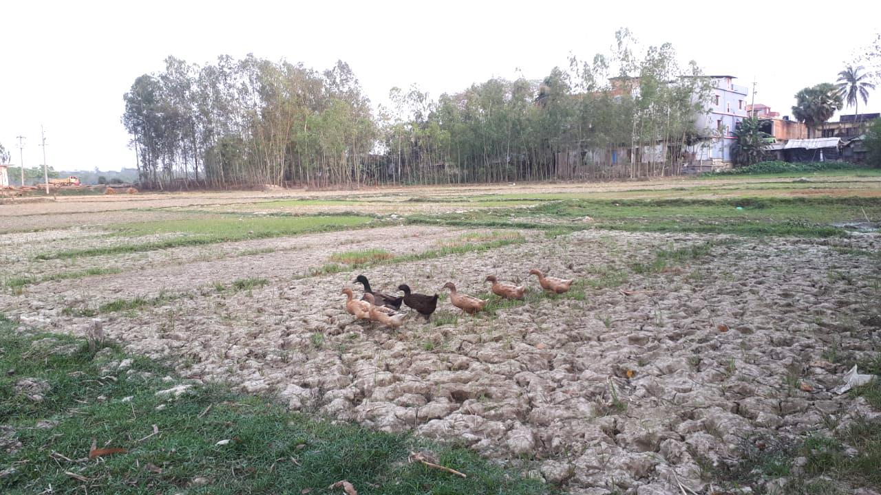 আবাদ কমেছে বোরোর