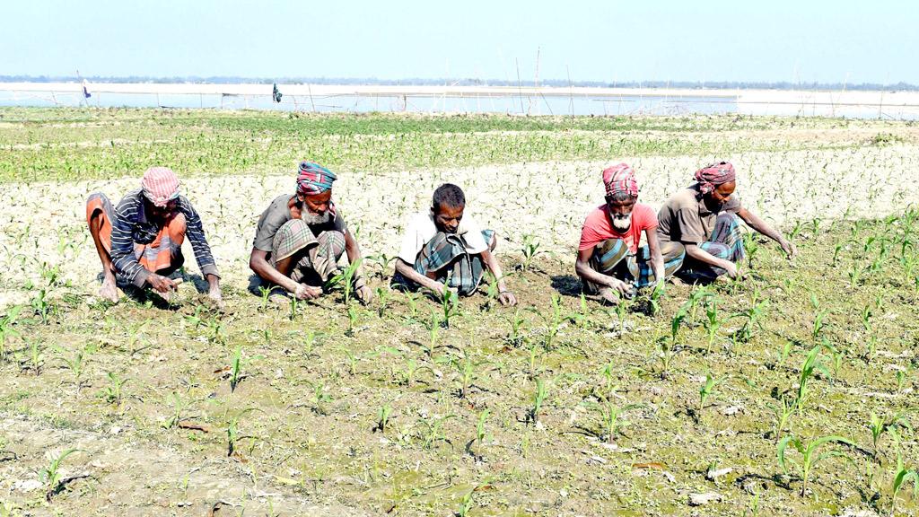 তিস্তা নদীর চরাঞ্চলে সবুজের সমারোহ