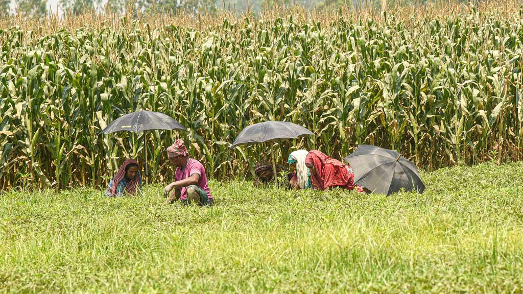 প্রচণ্ড তাপপ্রবাহে গঙ্গাচড়ায় পুড়ছে খেতের ফসল, দুশ্চিন্তায় কৃষক