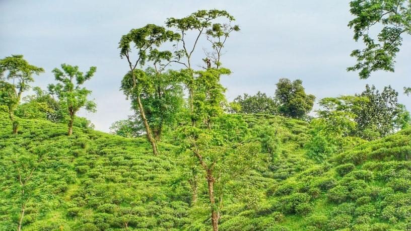 চা ও চা-বাগানের গল্প