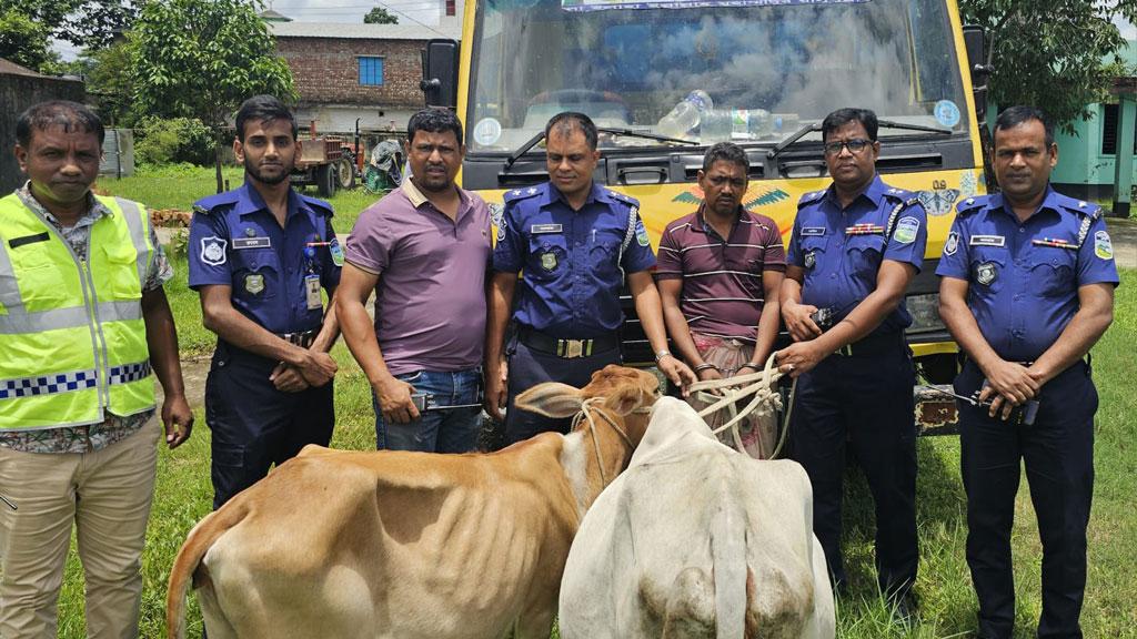 গরু চুরি করে পালানোর সময় পুলিশের কাছে ধরা 