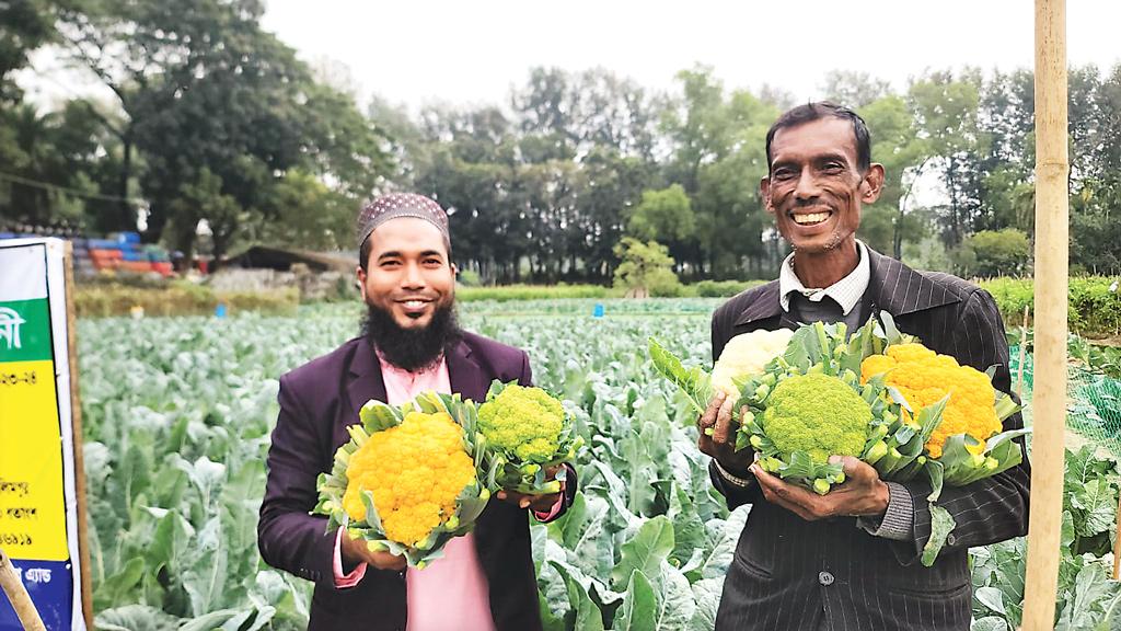 রঙিন ফুলকপির লাভ সব দিকে