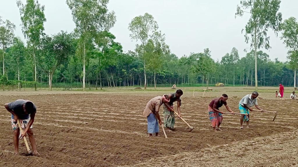 পানি জমে নষ্ট হচ্ছে আগাম আলুর বীজ