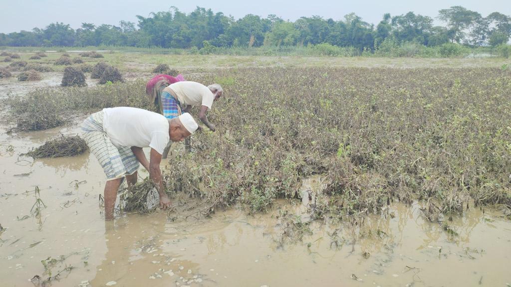 বন্যায় ধান ও মাছের পর  এবার গেল বাদাম